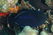 Melichthys niger Baliste noir-Bonaire South Bay-13m-20180218-Denis-ADER-DSC_6524_tn